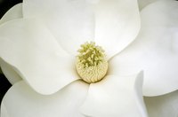 Magnolias grown from seed take about 15 years to bloom.