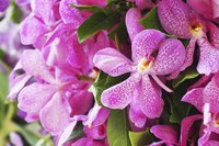 Mokara orchids have flat, rounded petals.