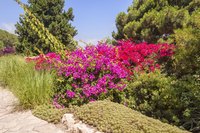 Vining types of bougainvillea drape and cascade over supports.