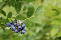 Blueberry plant.