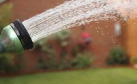 Light watering is required after spreading corn gluten meal.