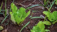 Keeping soil free from weeds helps your garden flourish.