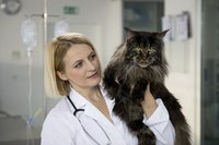 A cat is at the veterinarian.