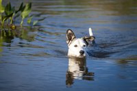"I'm on the lookout for Heterobilharzia americanum."