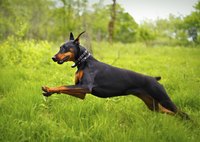 "Yippee! I can breathe better and play longer."