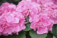 A close-up of pink hydrangea blossoms.