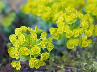Gopher plant has blooms similar to these of donkeytail spurge (Euphorbia myrsinites) hardy in USDA zones 5 though 9.