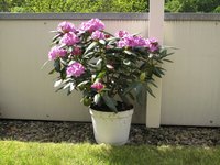 A large pot of blooming rhododendrons in the backyard.