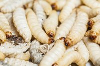 Root maggots are plump, pale and hungry.