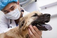 Veterinarian examining dog.