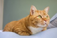 Never give your pet any medication without prior veterinary permission.