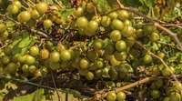 Muscadine grapevines, which have bronze-colored fruits, are sometimes called Scuppernong grapes.