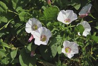 Bindweed flowers may be attractive, but they won't look good in your lawn.