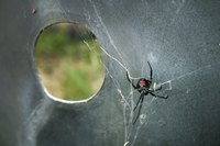 The northern widow spider has poor eyesight and rarely leaves its web.