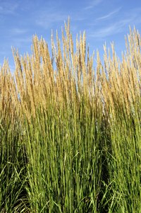 Close-up of "Karl Foerster" ornamental reed grass