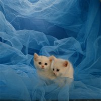If the queen is healthy, the kittens are well-nourished inside the womb.