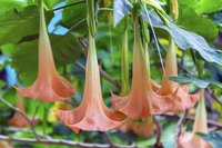 Angel's trumpets vary in color from white to pink.