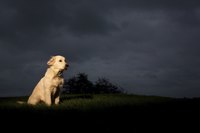 With treatment, this could be your dog at night.