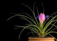 Pink quill's purple flowers grow from its pink bracts.