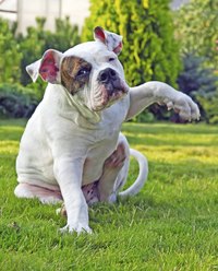 Dogs with lice or mange might scratch.