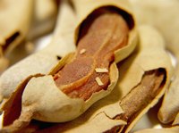 Inside their papery pods, tamarind fruits dry to a figlike consistency.