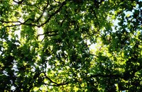Oak trees reproduce by means of acorns that fall and germinate in the soil.