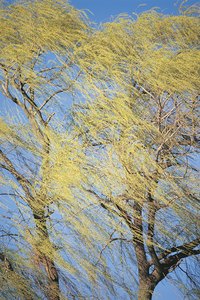 From owls to snakes, willow trees can function as critical wildlife habitat.