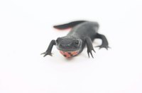 Some salamanders secrete toxins as a defense mechanism.