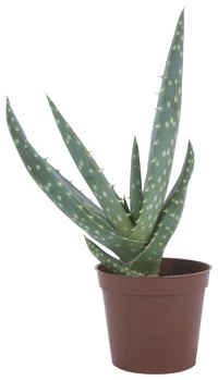 Aloe Vera grows well indoors and out.