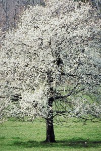 Flowering dogwood is a beautiful ornamental tree native to Michigan.
