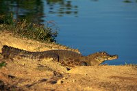 Caiman skin is somewhat different from that of alligators and crocodiles.