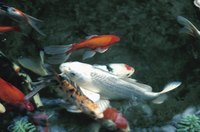 Koi and goldfish living together can result in large amounts of waste products.