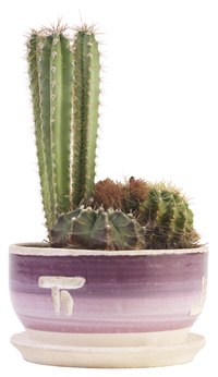Cacti are vulnerable to frost.