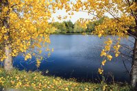 Native cottonwood trees always grow close to water.