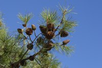 Select only ripe cones for seed purposes.