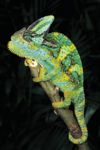 Chameleons change color depending on their mood or the temperature.