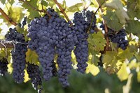 Grapevines are attractive additions to the home landscape.