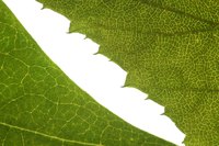 Teach kids about plant cells by making one.