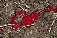 Animal blood on the ground in a field.