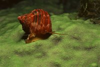 Snails and other shelled aquarium pets require calcium for healthy shells.
