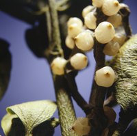 The sticky white berries on mistletoe plants are an important food source for some birds.