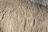 Close-up of sheep wool on sheep's side.