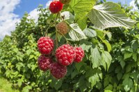 Choosing disease-free raspberry varieties results in fewer problems later.