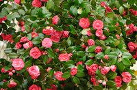 Timely pruning can revitalize camellias.