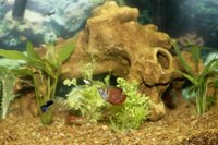 Guppies in freshwater aquarium