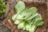 Basket of bok choy