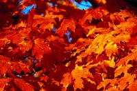 Catskills' forests turn red, orange and gold in autumn.