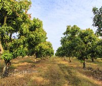 Inducing mango trees to flower and fruit more than once per year reduces their total annual yield over time.