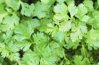 Fresh cilantro leaves.