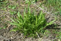Horseradish growing in the wild.